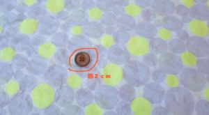 蛍光ローンリップル　水玉